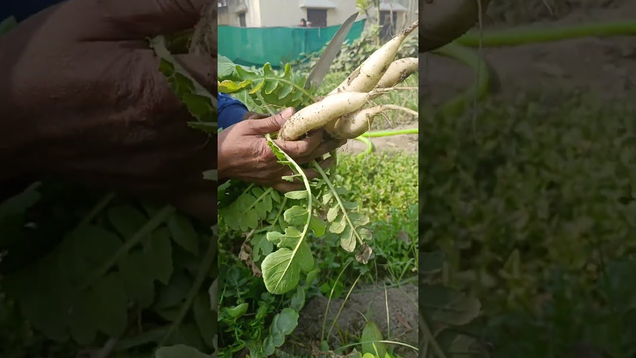 मेरे यहां का टेंपरेचर 0 डिग्री हो गए 
