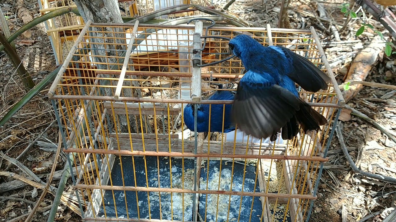 Azulão EXTERMINADOR DO ALÉM na pegada. 16/03/19. Gostou 👍 Escreva-se 🔔