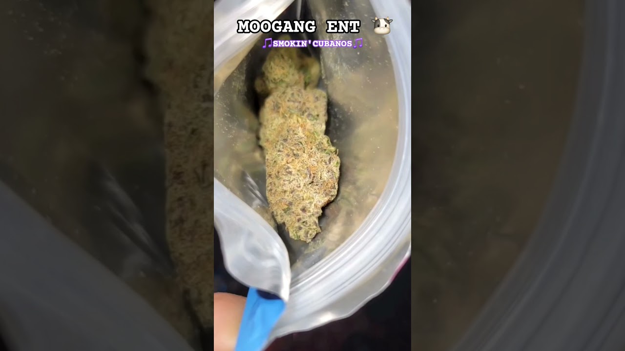 MOOGANG🐮PACKS💨Cookies 2090 Shit🔥#InMyLungs #cookies #2090 #lifestyle #pakksantana #music #rap #fyp