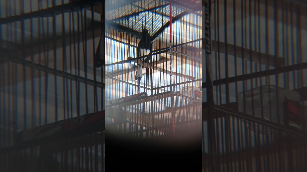 Kacer No Name #kicaumania #birds 