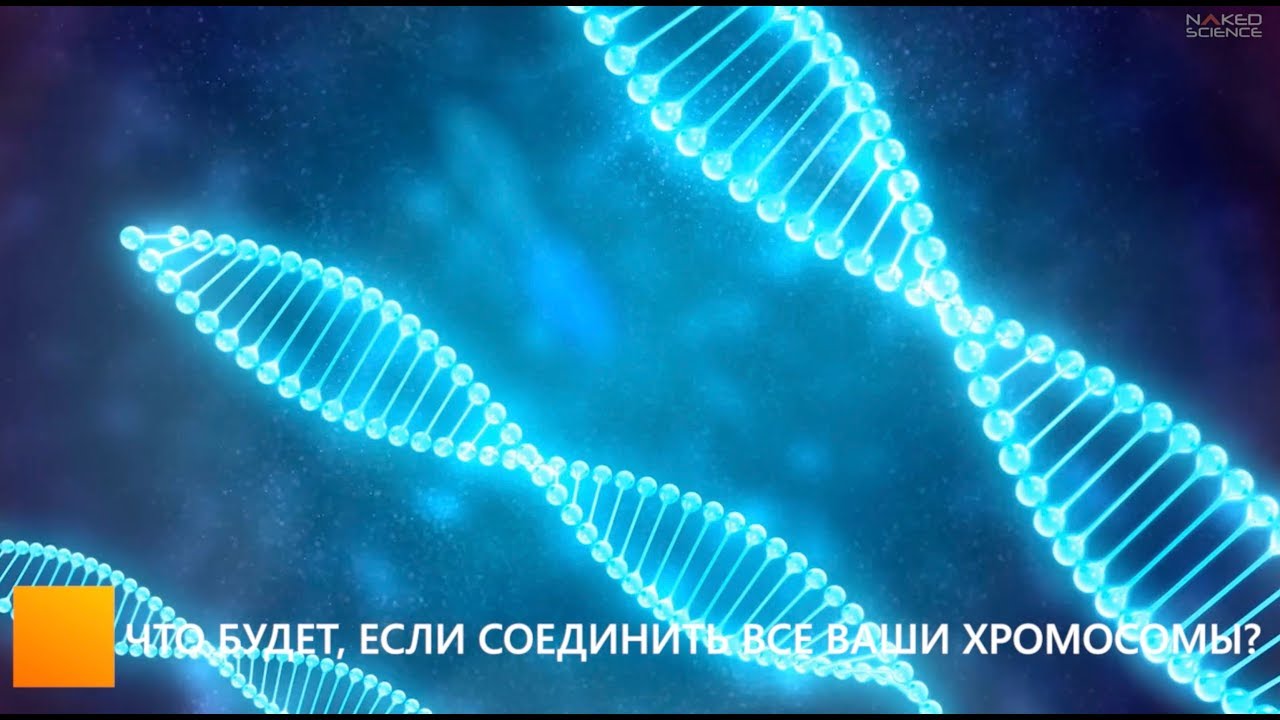 Что будет, если соединить все ваши хромосомы?