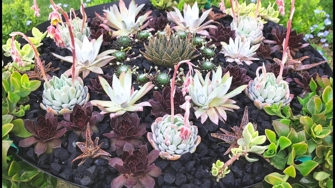 Growing Succulents Outdoors in the UK