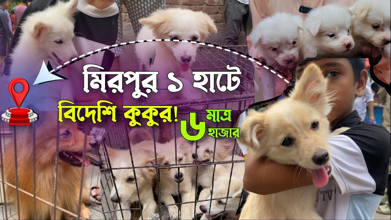 মিরপুর হাটে বিদেশি কুকুর! একদম সস্তায় বিদেশি কুকুর | @DewanPets | Dog price in Bangladesh 
