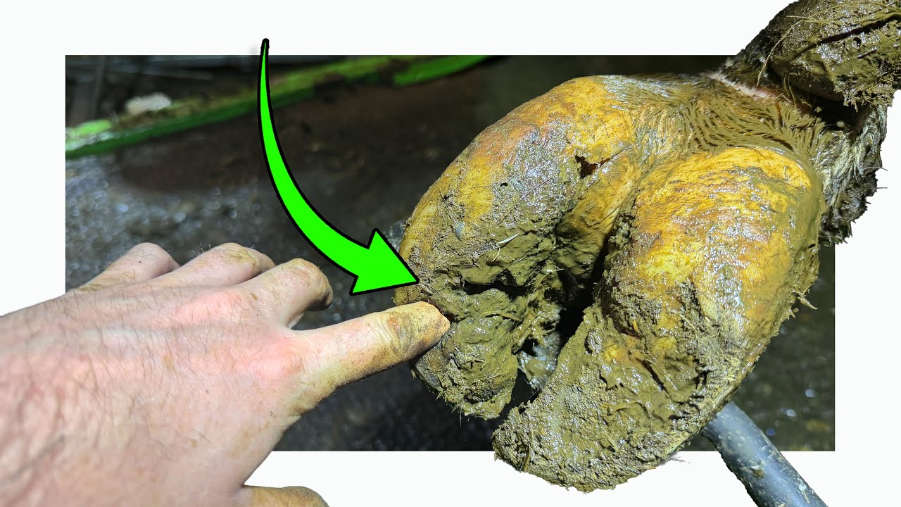 *HUGE HOLE* in YOUNG BULL's HOOF 
