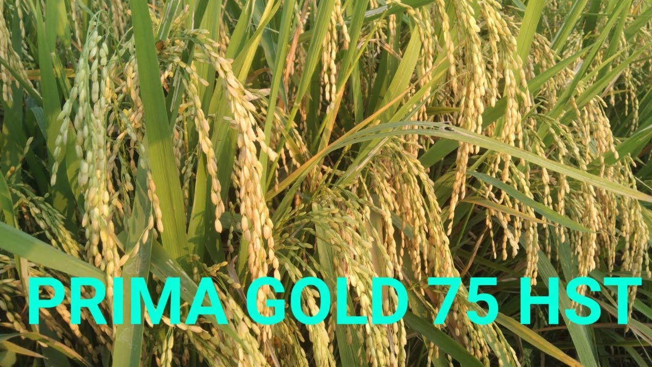 PERBANDINGAN PADI AROMATIK PRIMA GOLD DENGAN IP 32 DAN CEHERANG