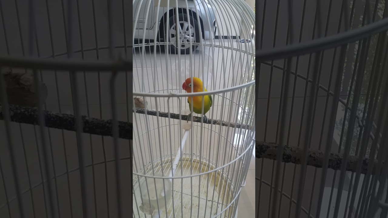 Burung agresif
