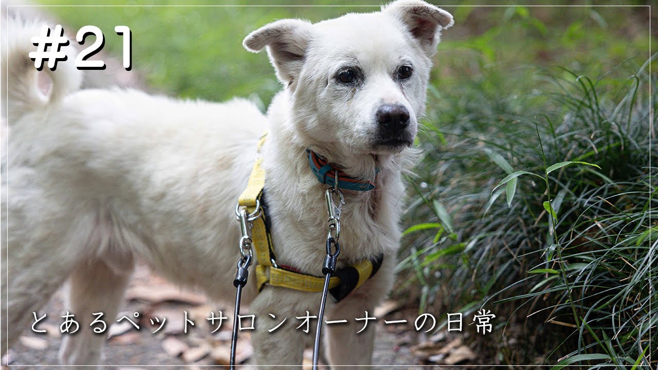 【とあるペットサロンオーナーの日常＃２１】飛雄偉の歩行練習・さいたま水上公園・さんぽ