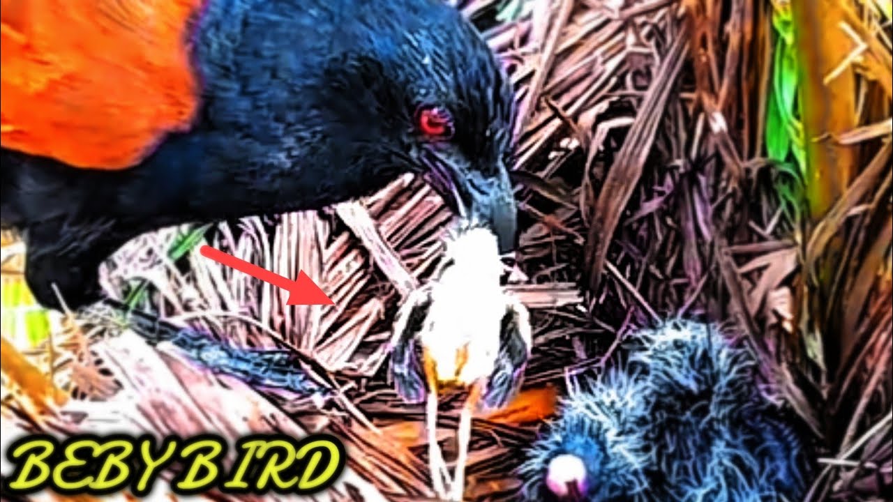 INI SADIS, BAYI BURUNG MASIH HIDUP DITELAN UTUH