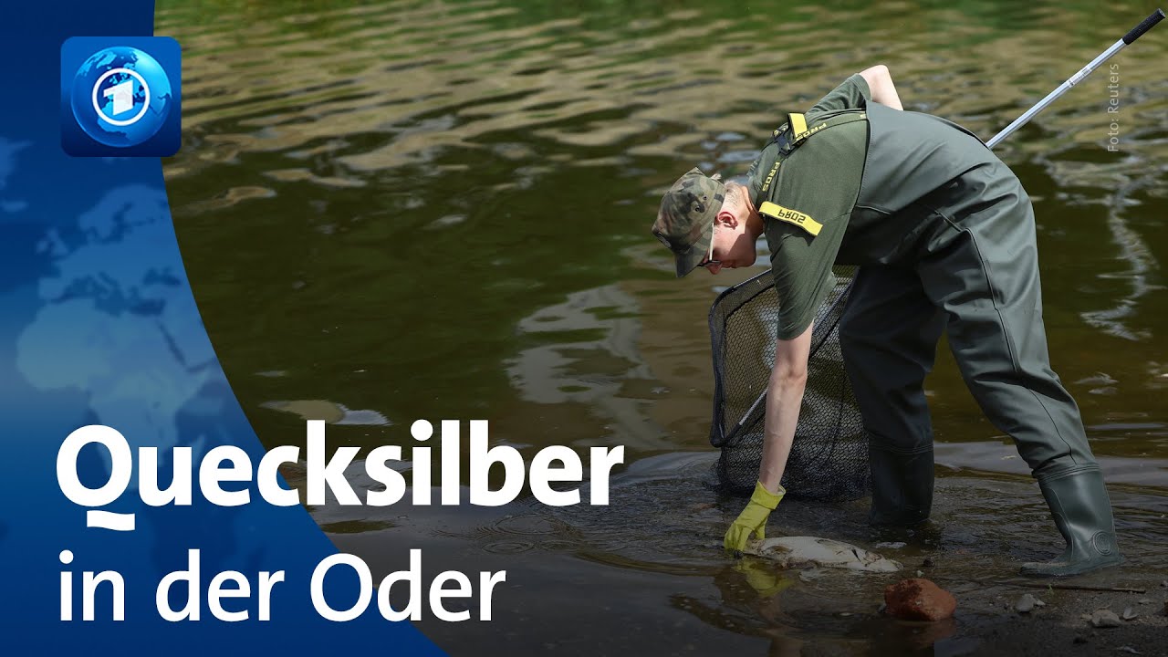 Fischsterben in der Oder: Erh&ouml;hte Quecksilberwerte nachgewiesen