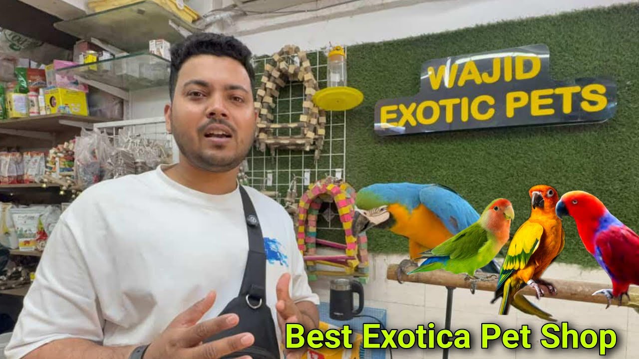 Wajid Exotic PetShop Jogeshewari|Dhamaka Offer #exotic #birds 