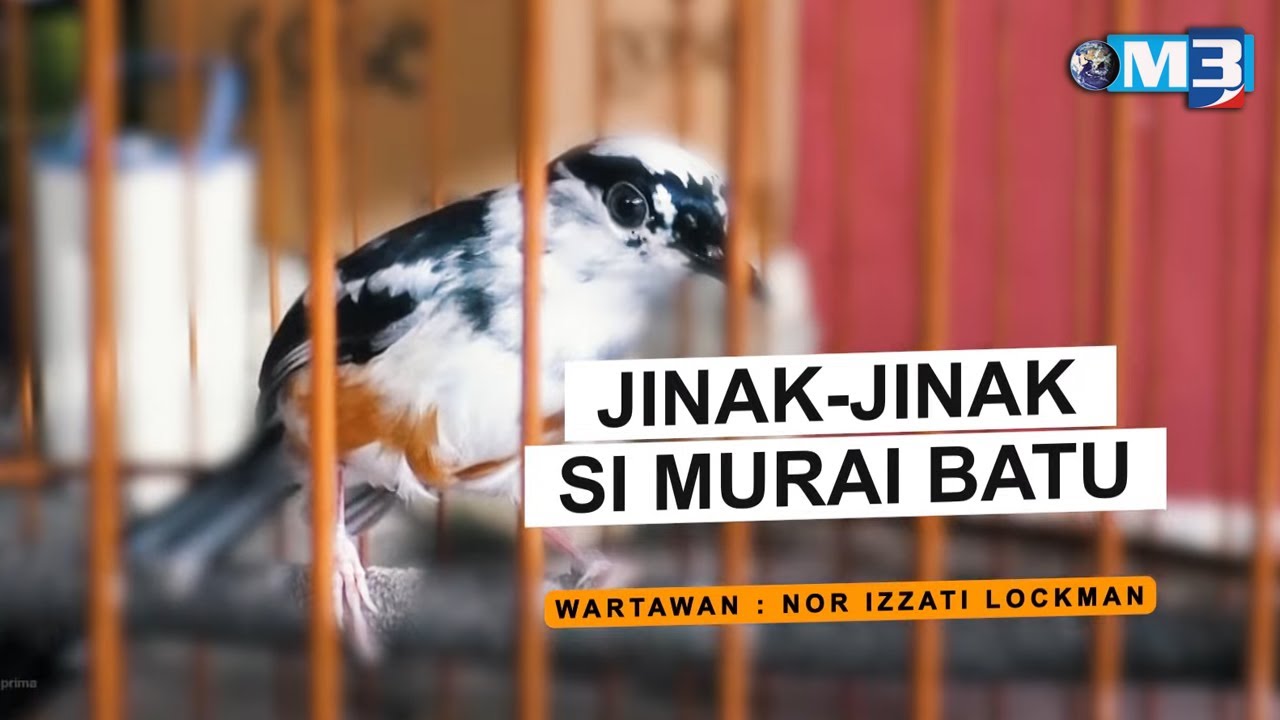 [FULL] Majalah 3 (2022) | 5 Jun - Jinak-Jinak Si Murai Batu