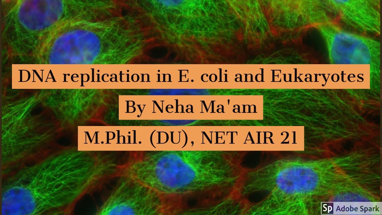 DNA replication in E. coli and Eukaryotes By Neha Ma'am