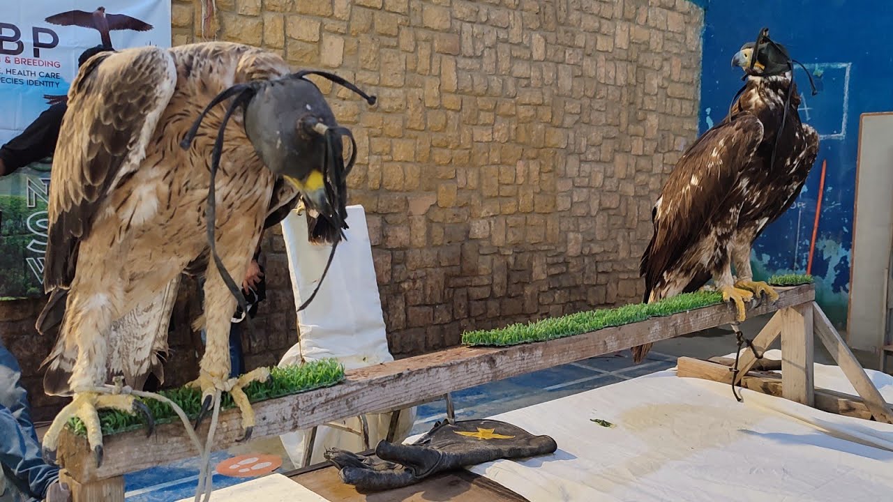Expensive Eagles Released by Karachi Falconry Association