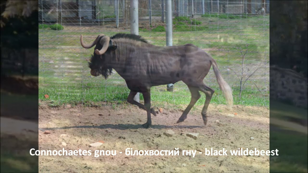 Connochaetes gnou -  білохвостий гну  - black wildebeest