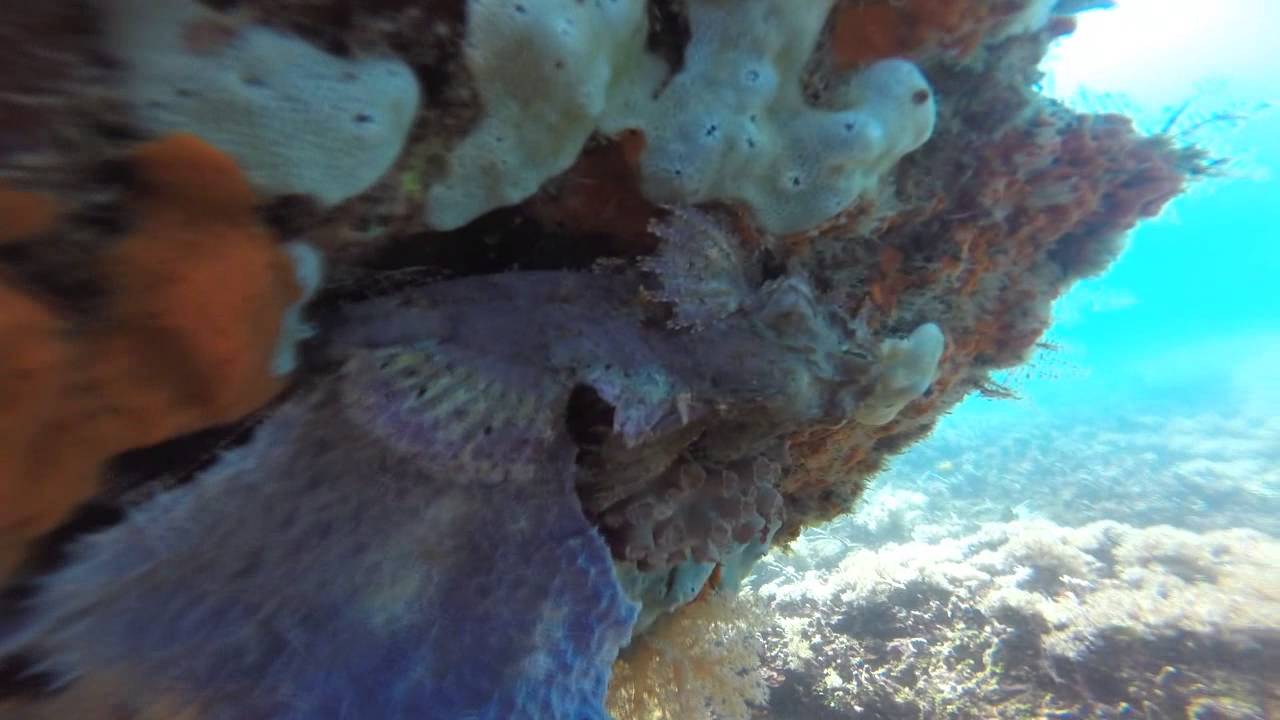 Snorkeling East Baling Baling Island - North Sulawesi, Indonesia 2014