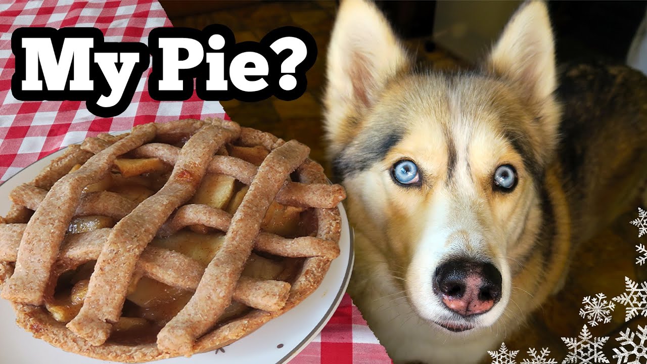 DIY APPLE PIE FOR DOGS | DIY Dog Treats | Snow Dogs Snacks 84
