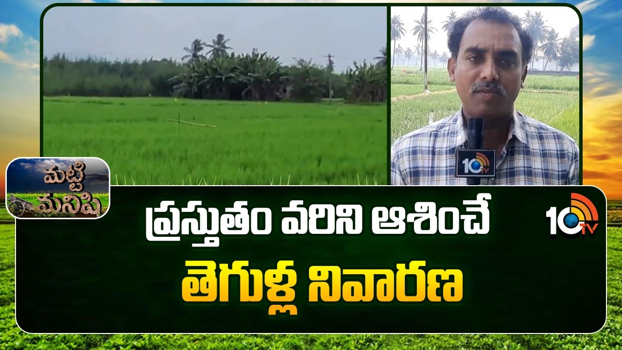 Paddy Pest Control: ప్రస్తుతం వరిని ఆశించే తెగుళ్ల నివారణ | Rice Farming | Matti Manishi | 10TV Agri