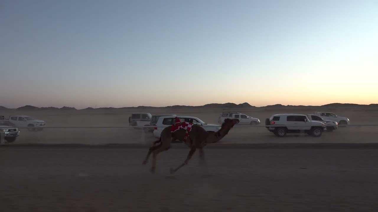 الشوط الأول للقايا بكار 4كم *وصفه: عايد بن حماد الجهني