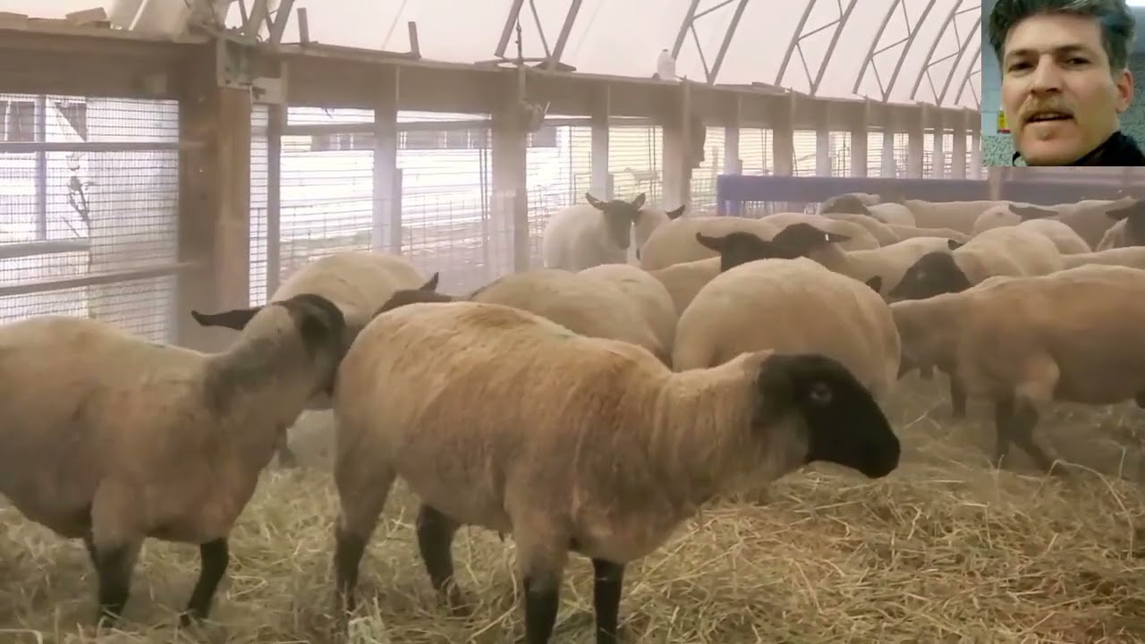 @سلالة اغنام سوفليك (الانجليزيه)suffolk