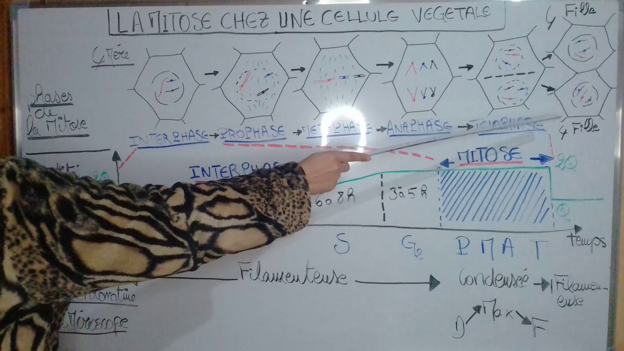 la Mitose chez une cellule végétale,  la quantité de la chromatine au cours du cycle cellulaire.