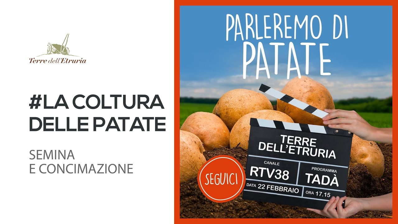 La coltura delle patate - Semina e Concimazione