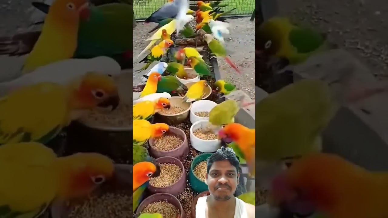 Rainbow color bird 🦜🐦🐦&zwj;⬛🐤🐣|| #parrot #cute #birds #animals #pets #bird
