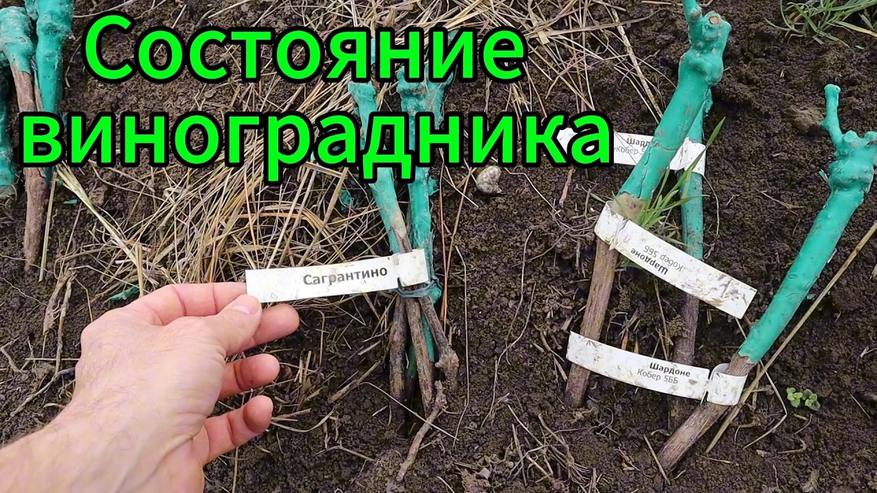 Состояние молодого виноградника и саженцев!