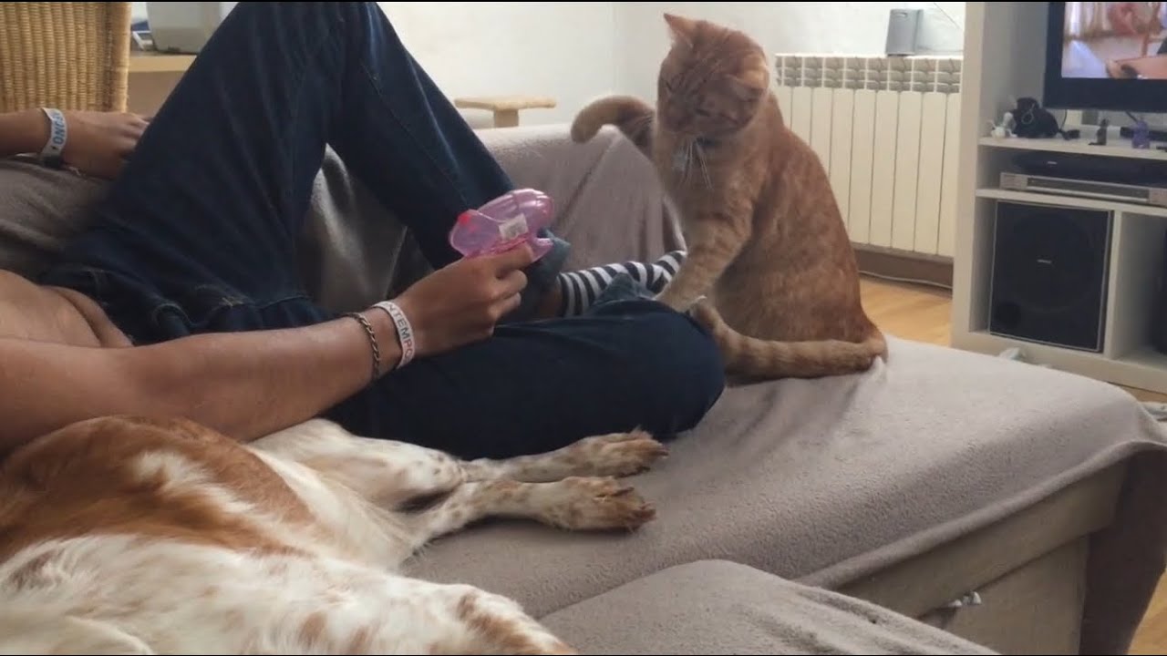 Day155: Cat Brother VS Watergun, Lazy Sofa Day, DJ Daddy & Night Walk Fun!