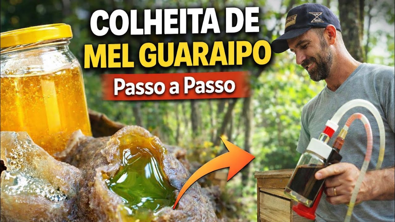 Colheita de Mel da Abelha Guaraipo (Melipona bicolor) | Como Fazer do Jeito Certo