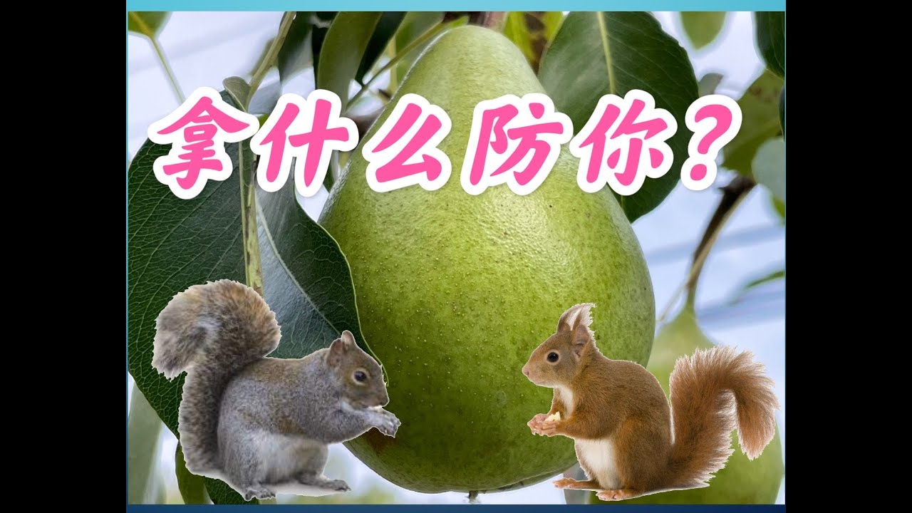 技艺高超的小松鼠，拿什么防你？果树防止松鼠最简易有效的方法。