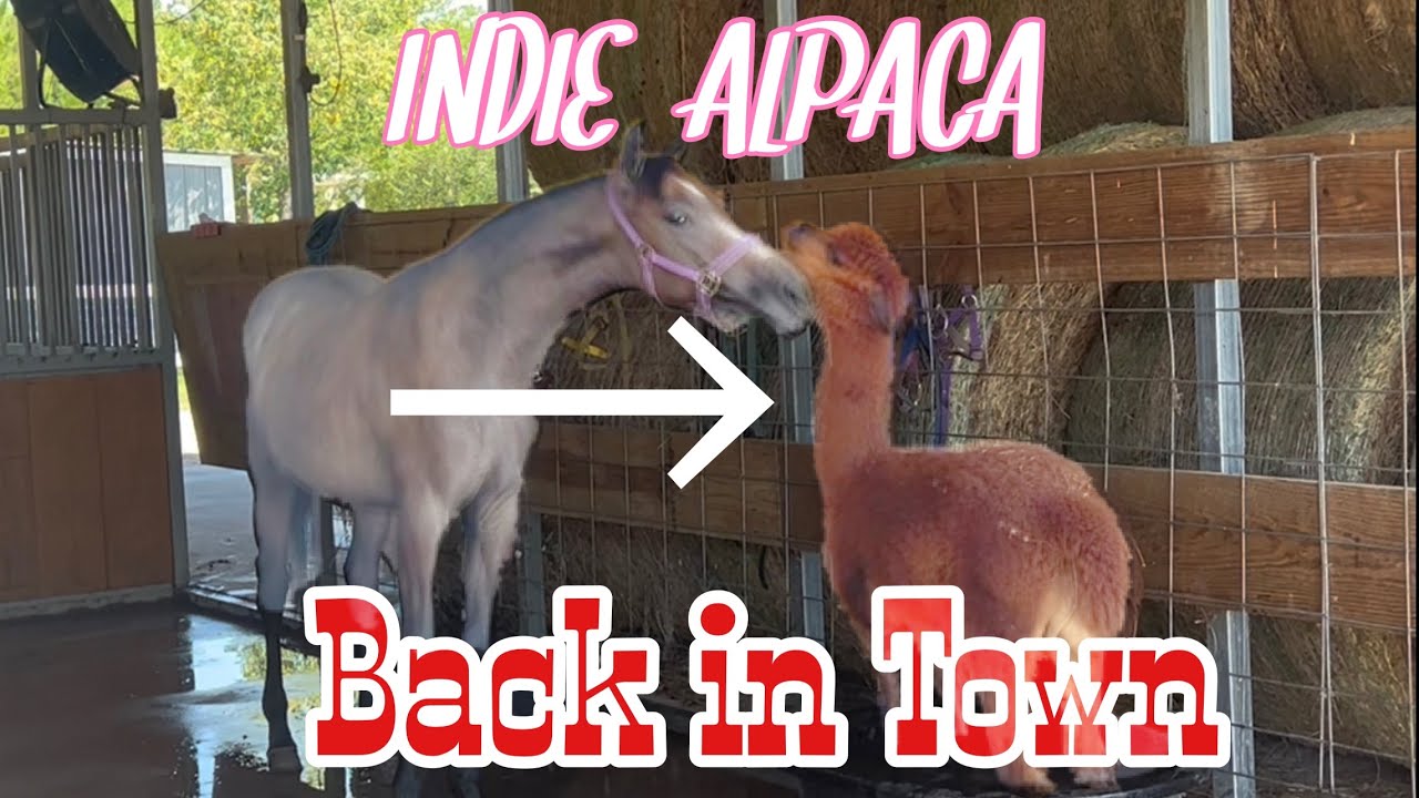Alpaca Indie Puts Feisty Filly In Her Place