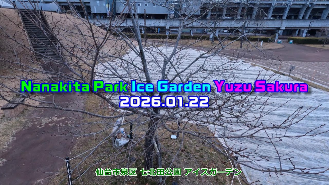 🌸ゆづ桜❄️ 🗓️2026.01.22 🌲七北田公園 ❄️アイスガーデン⛸️ネモフィラ💙 #仙台 #泉  #七北田公園 #桜 #陽光桜