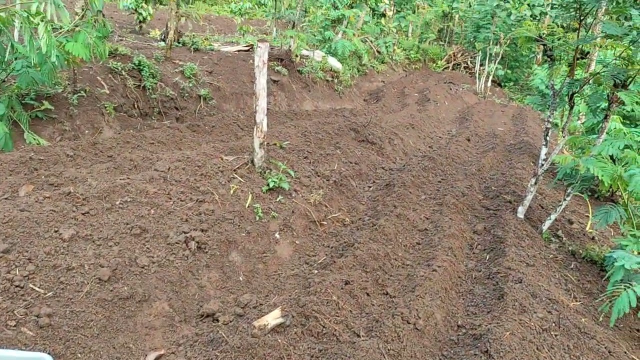 cara menanam jahe yang benar