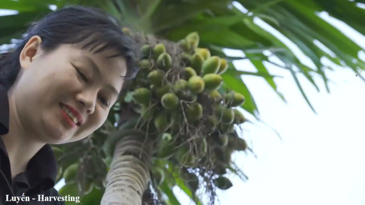 Rural Life | Harvesting Areca Nuts Candy Goes To Sell - Delicious recipe making candy areca nuts