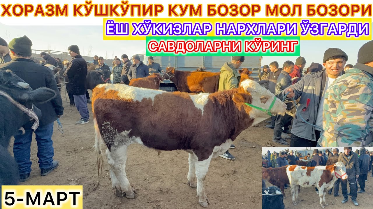 ХОРАЗМ КЎШКЎПИР КУМ БОЗОР МОЛ БОЗОРИ САВДОЛАРНИ КЎРИНГ 5-март 2026 г.