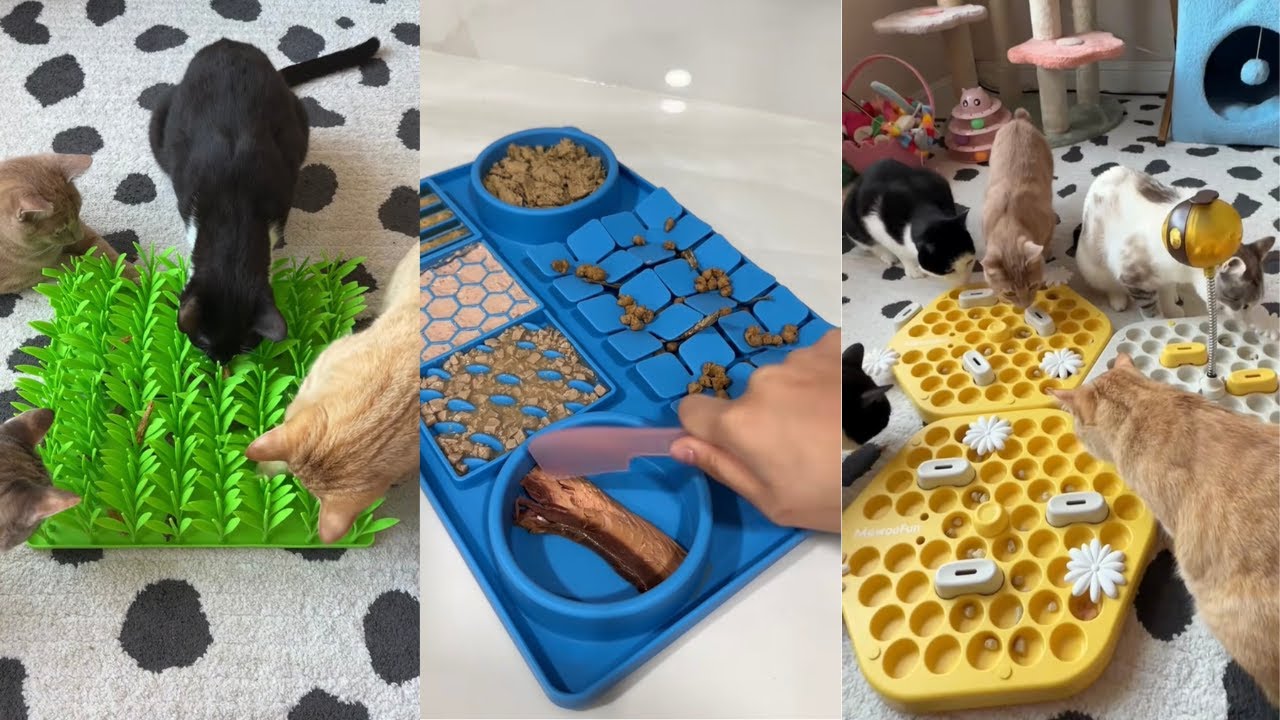 Cat Enrichment ASMR Compilation #1 |  relaxing cat food sounds