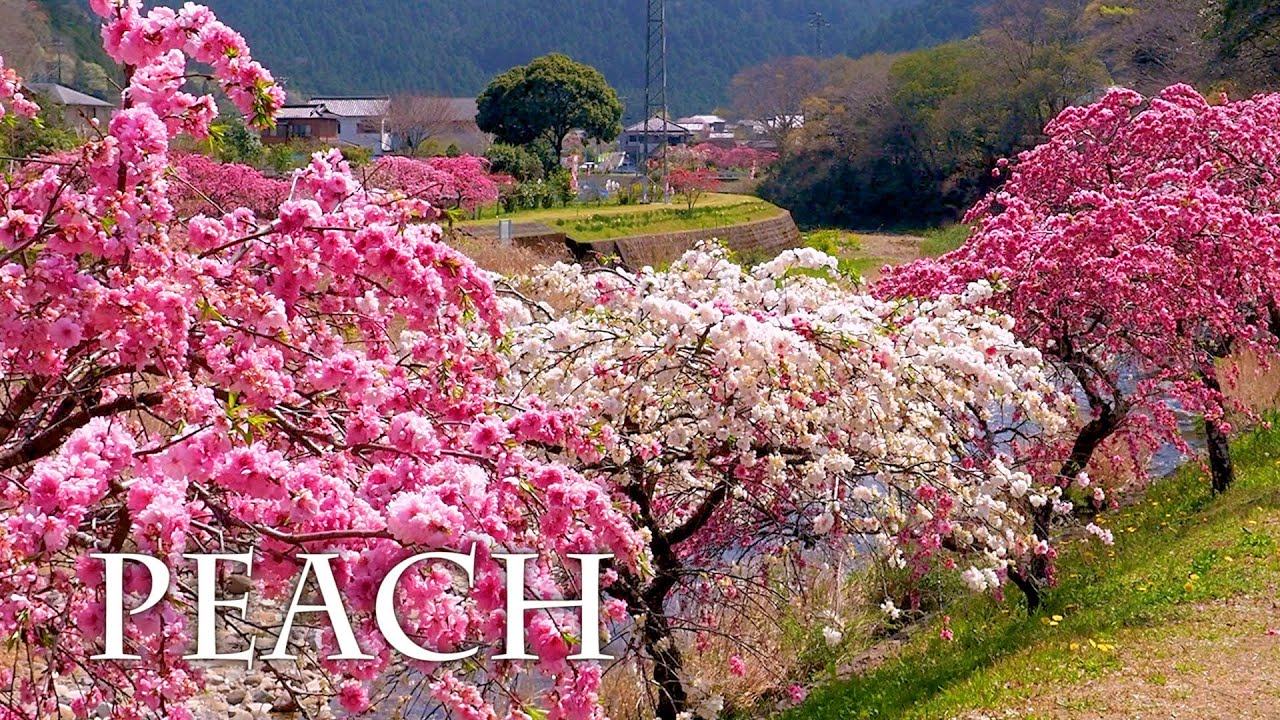 【PEACH blossoms】 Shiba-zakura,Weeping peach and Tulips on Early summer weather.