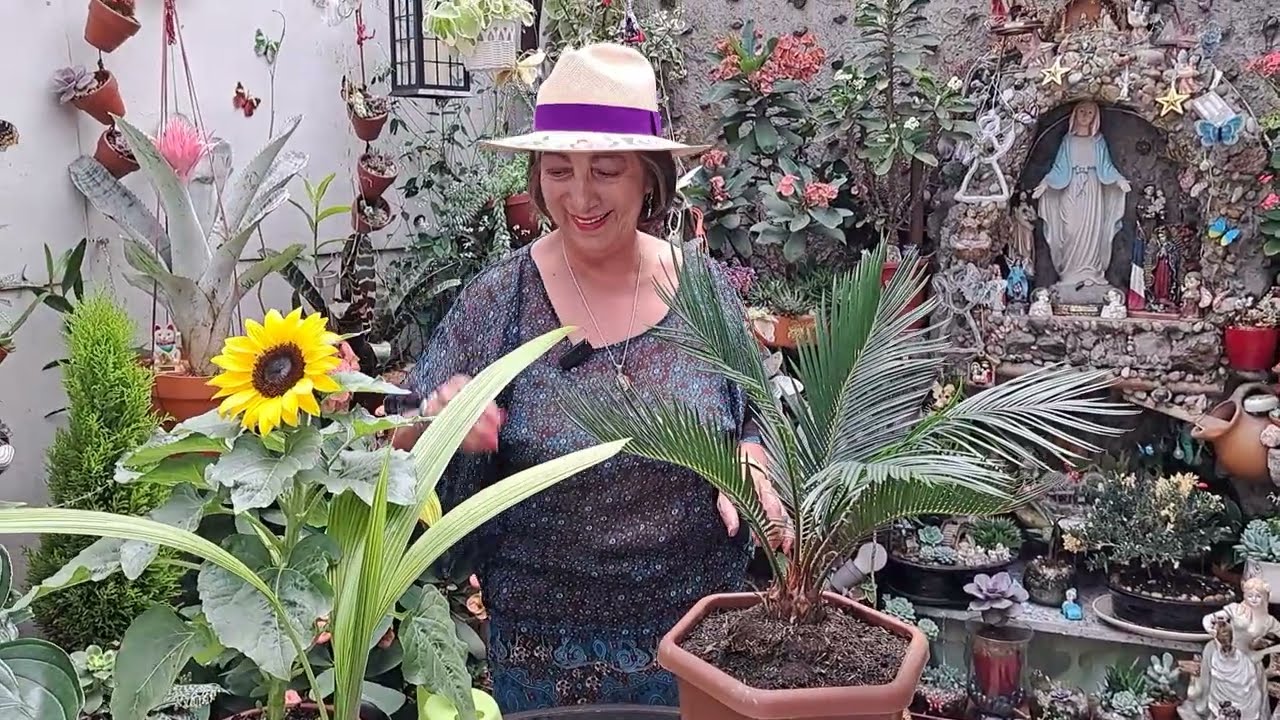 🌴 CYCA REVOLUTA  🌴 trasplante  sus cuidados