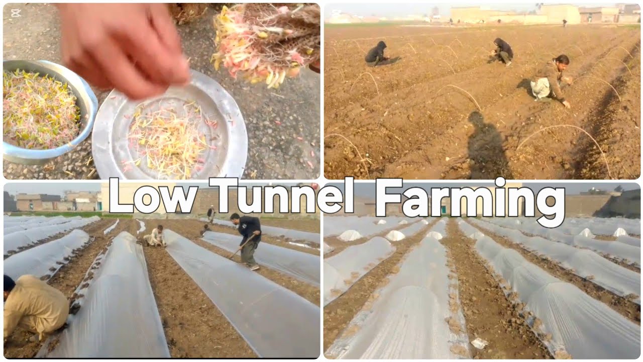 Low tunnel farming || low tunnel polyhouse || Cucumber farming techniques || greenhouse farming 