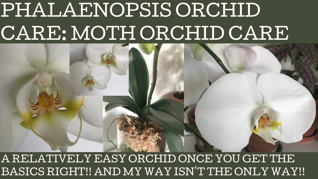 Phalaeonpsis orchid care: my tips on getting this fabulous showy orchid to bloom regularly!