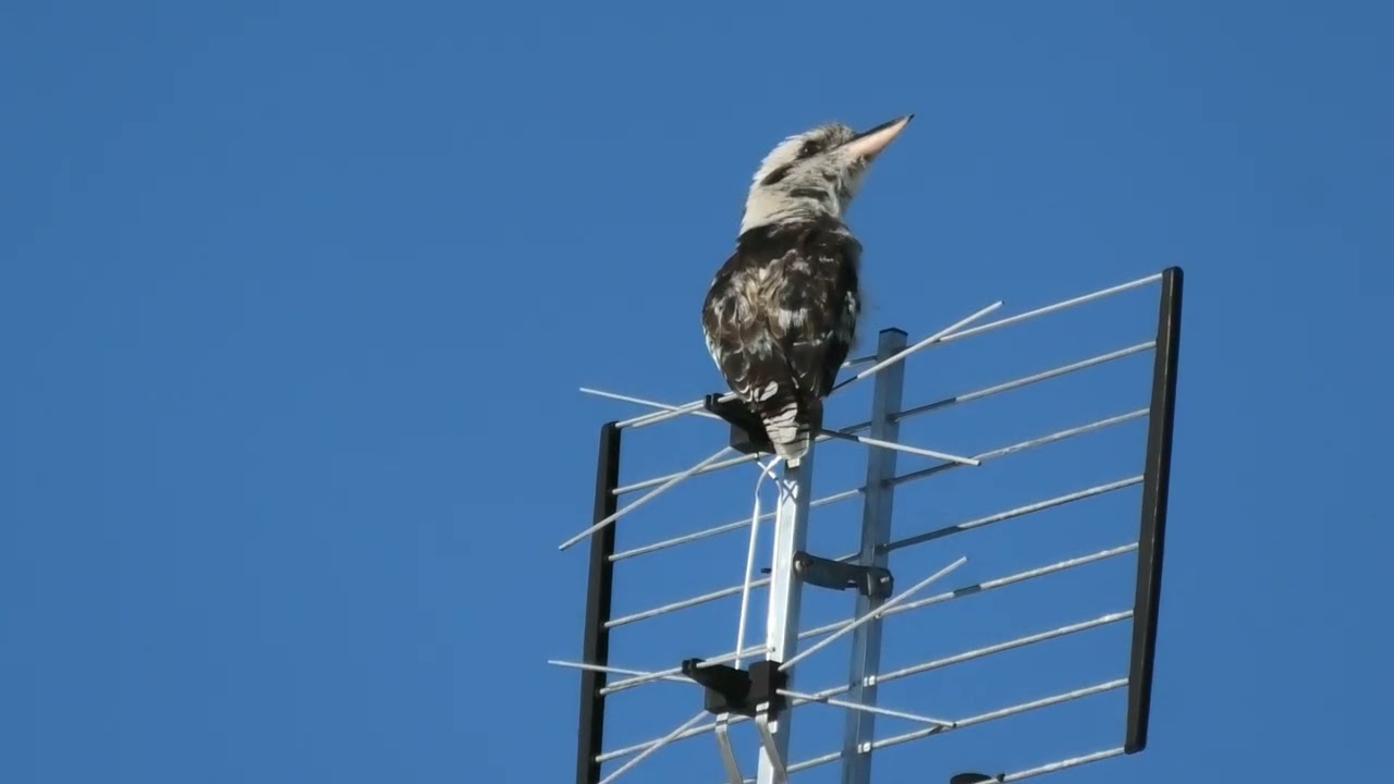 Laughing Kookaburra 38