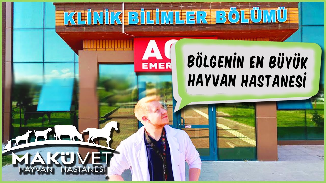 SOKAK HAYVANLARI SAHİPSİZ DEĞİL | Makü Veteriner Fakültesi