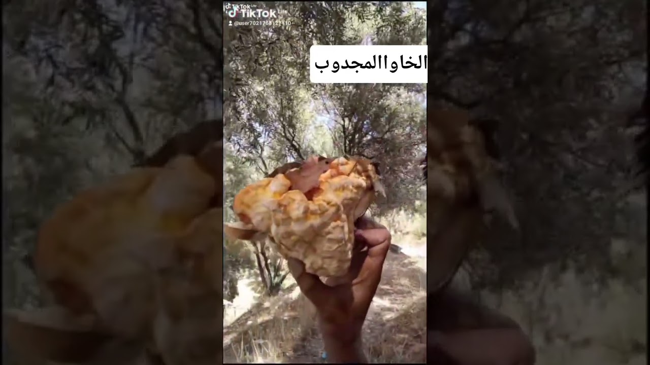 26 أكتوبر 2025