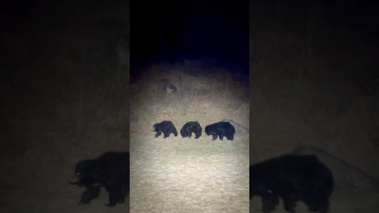 Sloth Bear, Bhalu in Mount Abu Wildlife , #bear #wildlife #mountAbu #rajasthanwildlife