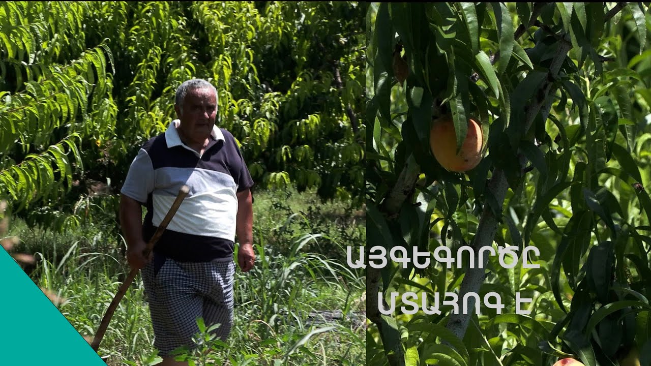 Ծառերը չորանում են, պատճառը դեռ անհայտ է. գյուղացիներ