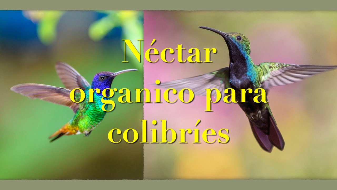 Néctar (alimento) orgánico para colibrí.