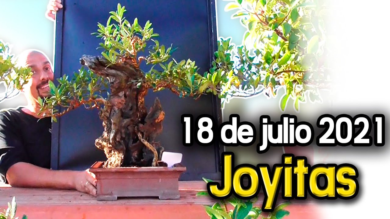 Joyitas 18 de julio de 2021 OLIVO CENTENARIO