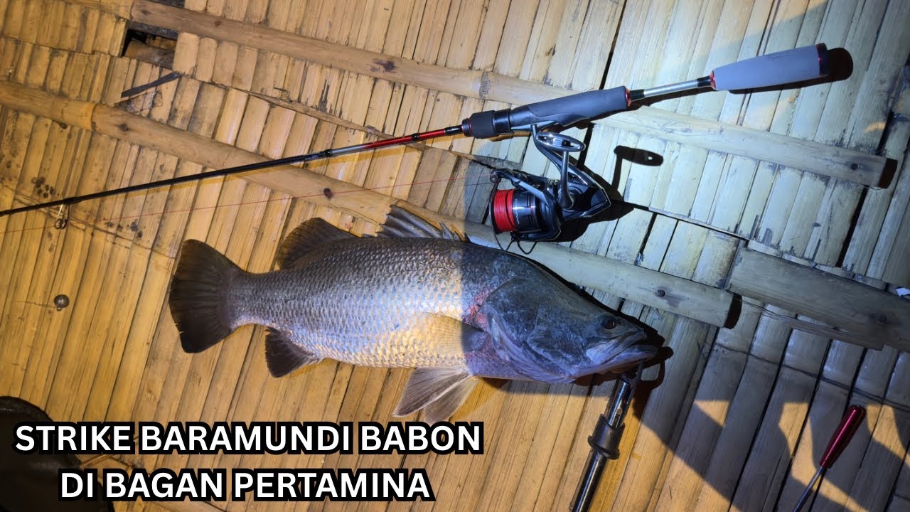 BABON BARAMUNDI ❗️MANCING DI BAGAN PERTAMINA 