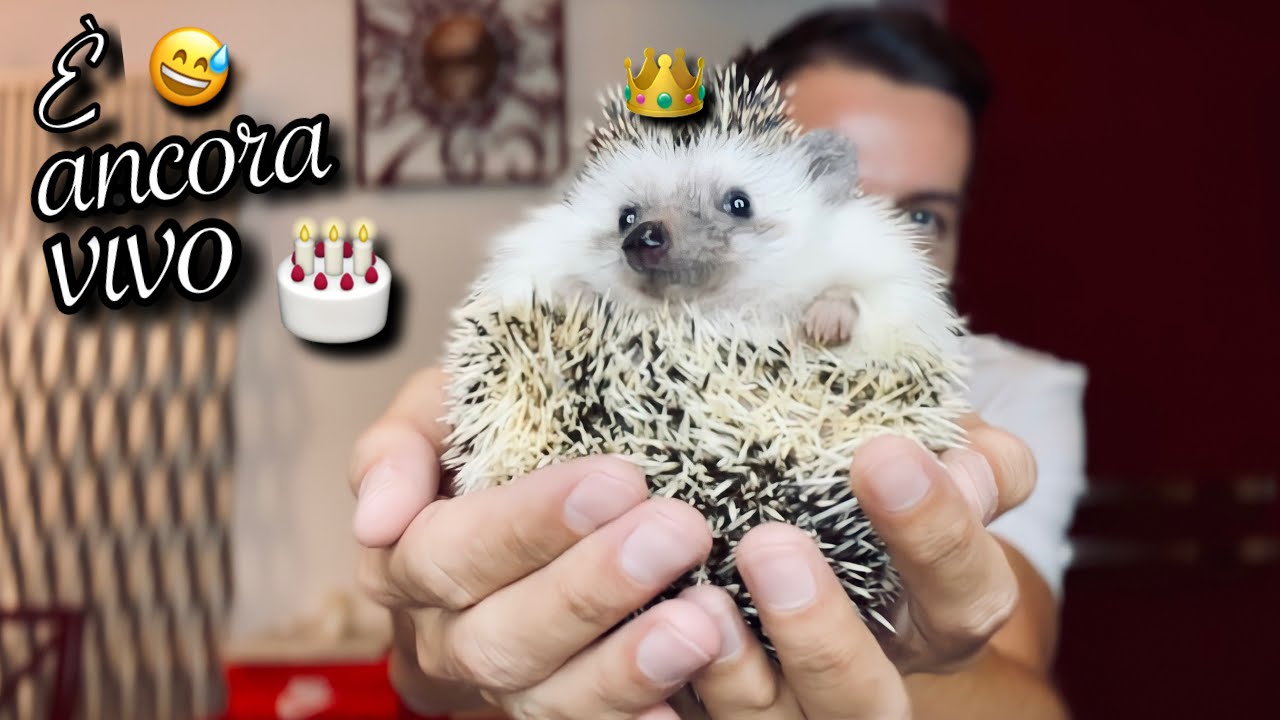 VLOG: UN ANNO DI NOI