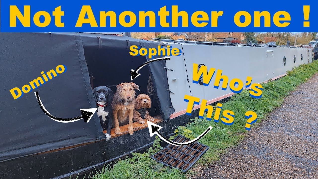 EP33 New puppy aboard, Narrowboat vlog, Off grid living, #boatlife #dog #canal #narrowboatlife